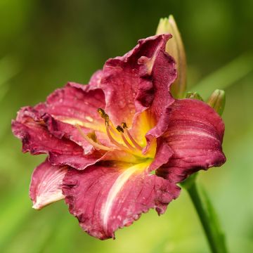 Hemerocallis Desdemona - Taglilie