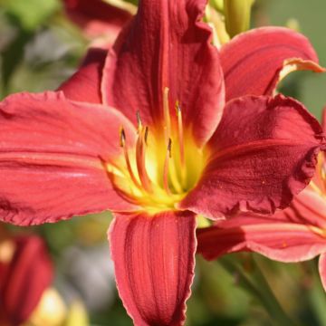 Hemerocallis Fabulous Favorite - Taglilie