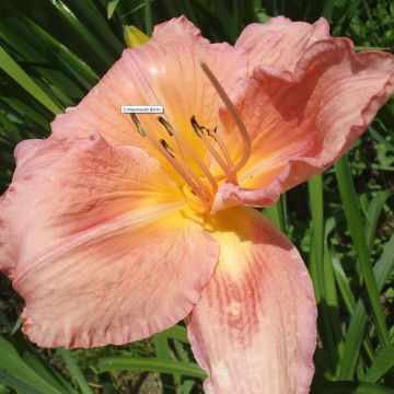 Hemerocallis Franck Gladney - Taglilie