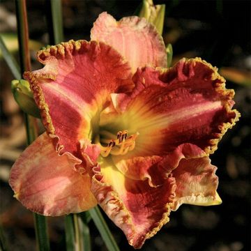 Hemerocallis Ida s Magic - Taglilie