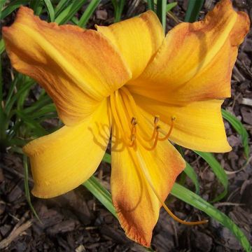 Hemerocallis Invictus - Taglilie