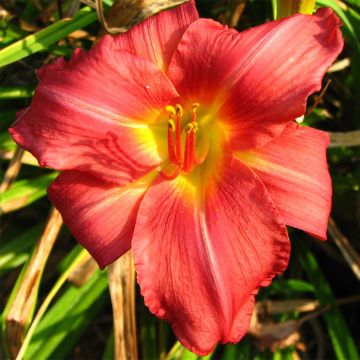 Hemerocallis New Note - Taglilie