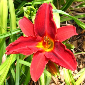 Hemerocallis Oriental Ruby - Taglilie