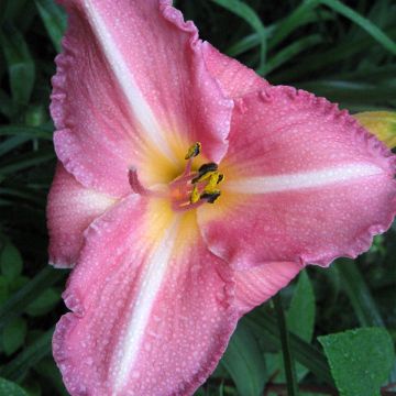 Hemerocallis Royal Flair - Taglilie