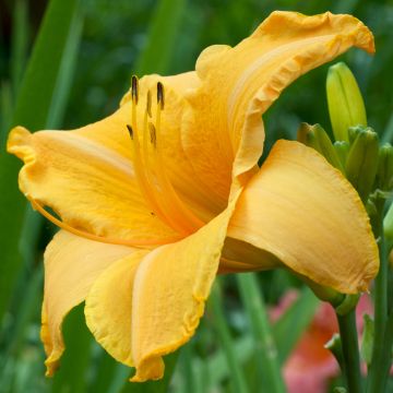 Hemerocallis Ruffled Apricot - Taglilie