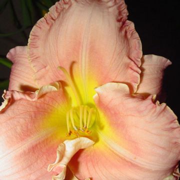 Hemerocallis Someone Special - Taglilie