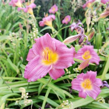 Hemerocallis Speak to Me - Taglilie