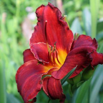 Hemerocallis Velvet Robe - Taglilie