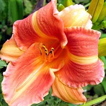 Hemerocallis Martha Lee - Taglilie