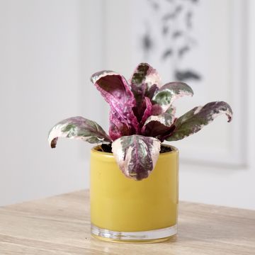 Hemigraphis Snow White - Noppenblatt