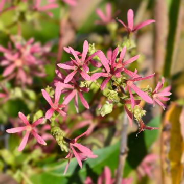 Sieben-Glocken Tianshan - Heptacodium miconioides