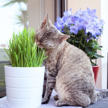 Katzenminze - Gräsermischung