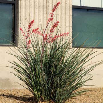 Hesperaloe parviflora Arizona Sunrise - Rote Yucca