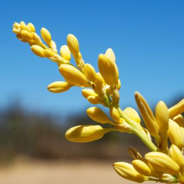 Hesperaloe parviflora Yellow Sun - Rote Yucca