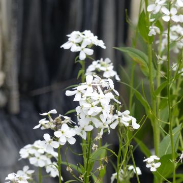 Gemeine Nachtviole Alba (Samen) - Hesperis matronalis