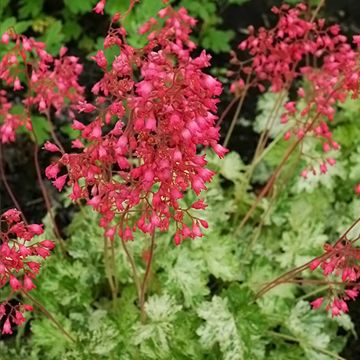 Heuchera sanguinea Coral Cloud - Purpurglöckchen