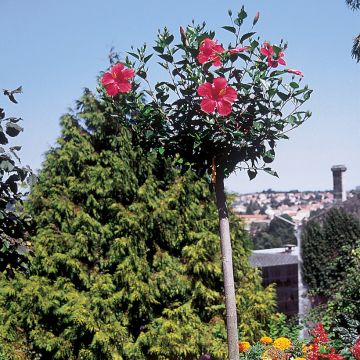 Hibiscus Sunny Cities Premiere Red (Samen)