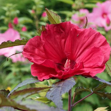 Hibiscus moscheutos Midnight Marvel - Sumpfeibisch