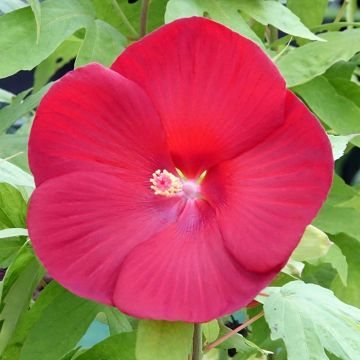 Hibiscus moscheutos Raijin - Sumpfeibisch