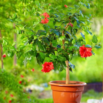 Hibiscus rosa-sinensis (Samen) - Chinesische Roseneibisch