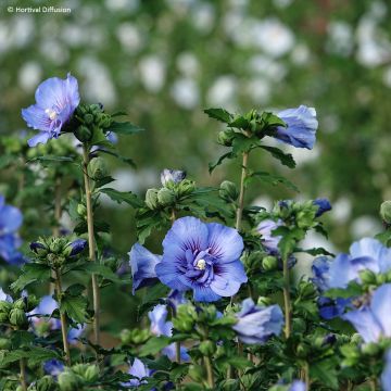 Garten-Hibiscus Beautifull Cobalt - Hibiscus syriacus