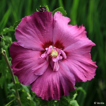 Garten-Hibiscus Hibisa Sangria - Hibiscus syriacus