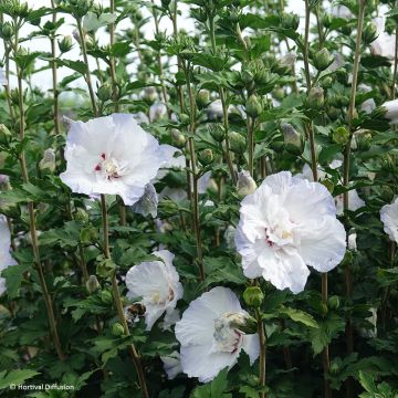Garten-Hibiscus Igloo - Hibiscus syriacus