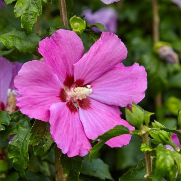 Hibiscus Pink Giant - Althéa rose à coeur rouge