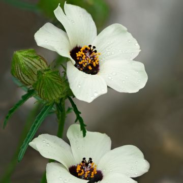 Hibiscus trionum - Stundenblume