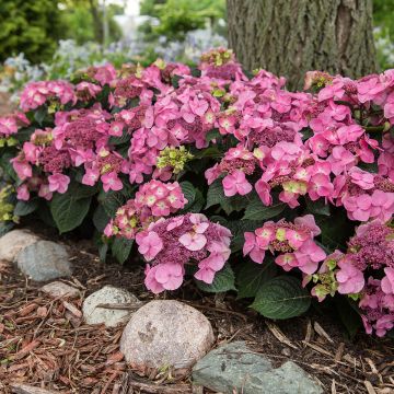 Hydrangea macrophylla Endless Summer Pop Star - Bauernhortensie