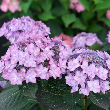 Tellerhortensie Frozen Smoothie - Hydrangea serrata