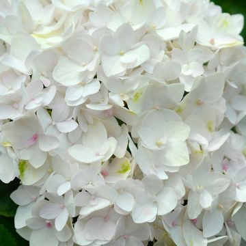 Hydrangea macrophylla Endless Summer The Bride - Bauernhortensie