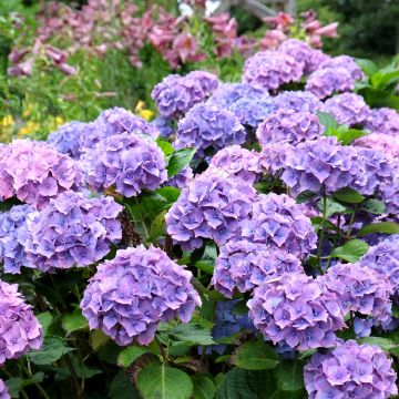 Hydrangea macrophylla Hambourg - Bauernhortensie