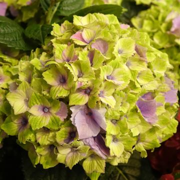 Hydrangea macrophylla Magical Jewel rosa - Bauernhortensie