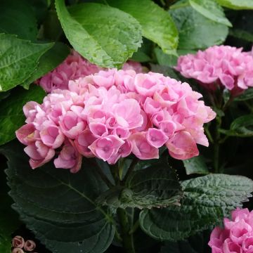 Hydrangea macrophylla Magical Revolution Rose - Bauernhortensie