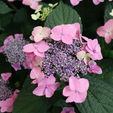 Hydrangea macrophylla Nanping - Bauernhortensie