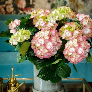 Hortensia - Hydrangea macrophylla Rembrandt Dolce Chic