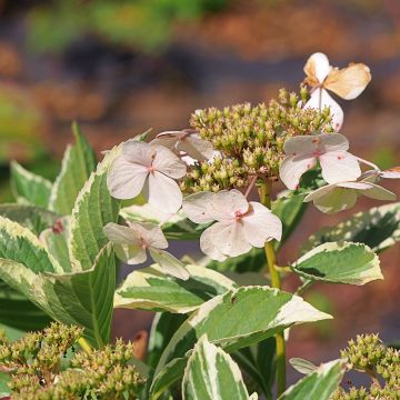 Hydrangea macrophylla Tricolor - Bauernhortensie