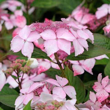 Hydrangea serrata Grayswood - Tellerhortensie