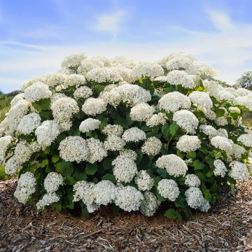 Schneeballhortensie FlowerWOW - Hydrangea arborescens