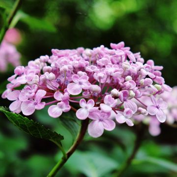 Hydrangea macrophylla Ayesha - Bauernhortensie