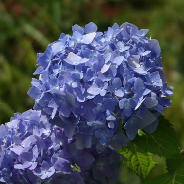 Hydrangea macrophylla Endless Summer The Original Blue - Bauernhortensie