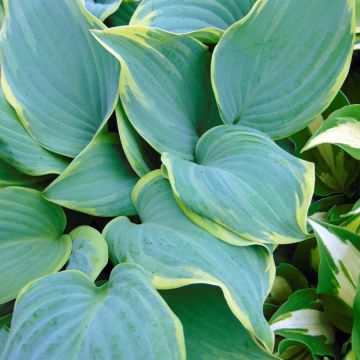 Hosta Blue Flame - Garten-Funkie