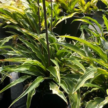 Hosta Curly Fries - Garten-Funkie