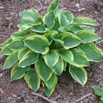 Hosta Mama Mia - Garten-Funkie