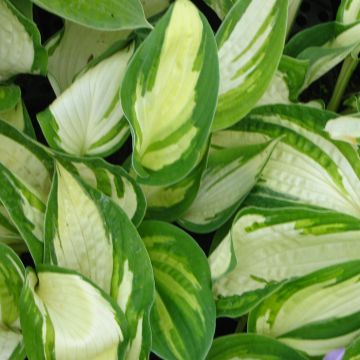 Hosta Reversed