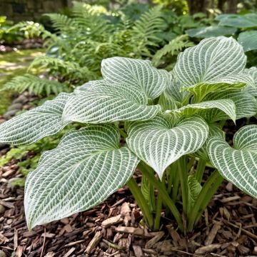 Hosta Second Coming - Garten-Funkie