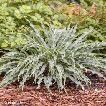 Hosta Silly String - Funkie