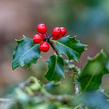 Europäische Stechpalme - Ilex aquifolium