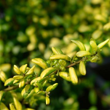 Japanische Stechpalme Convexed Gold - Ilex crenata